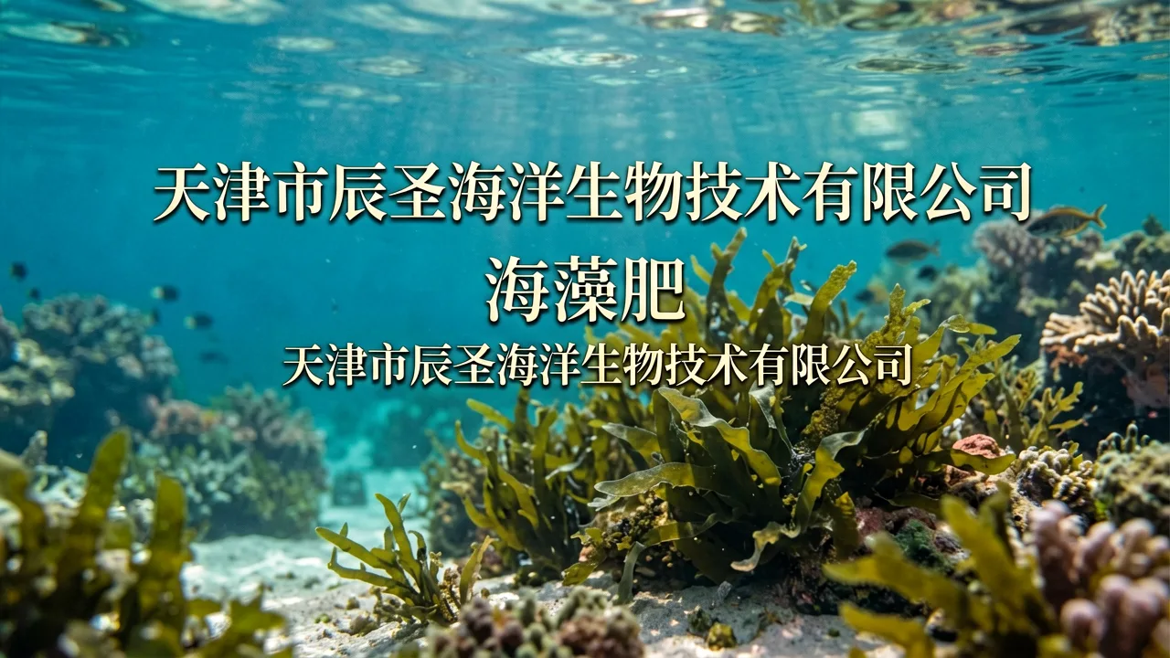辰圣海洋